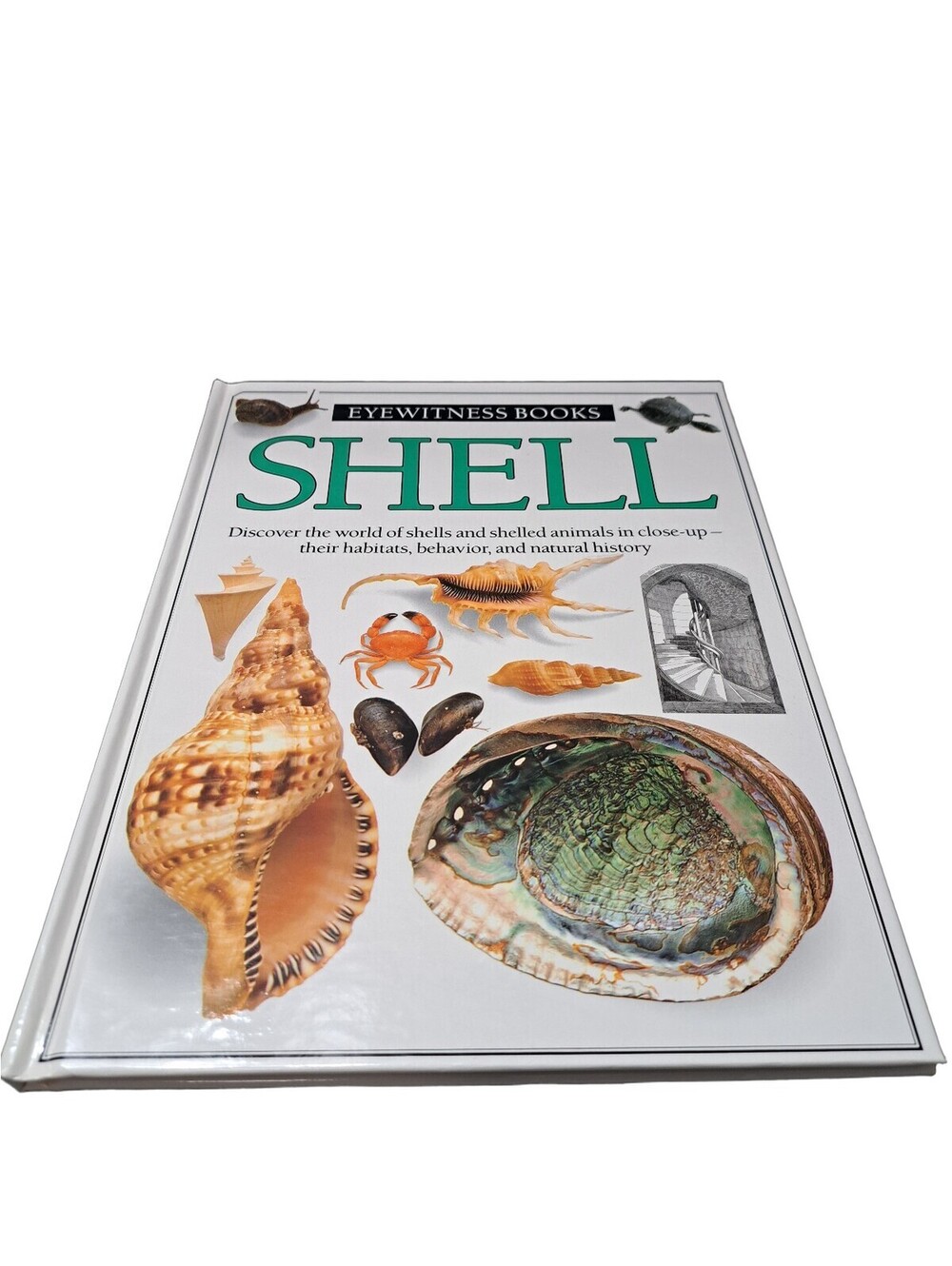 Vintage 1989 first edition of Shell by Eyewitness Books